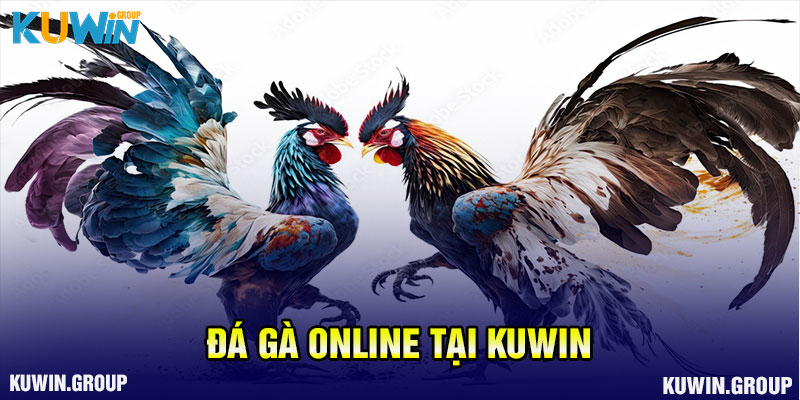 Đá Gà Online tại kuwin